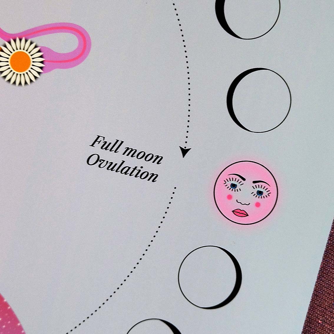 Lunar & Menstrual Cycle, Wall Art Print, Poster, Illustration