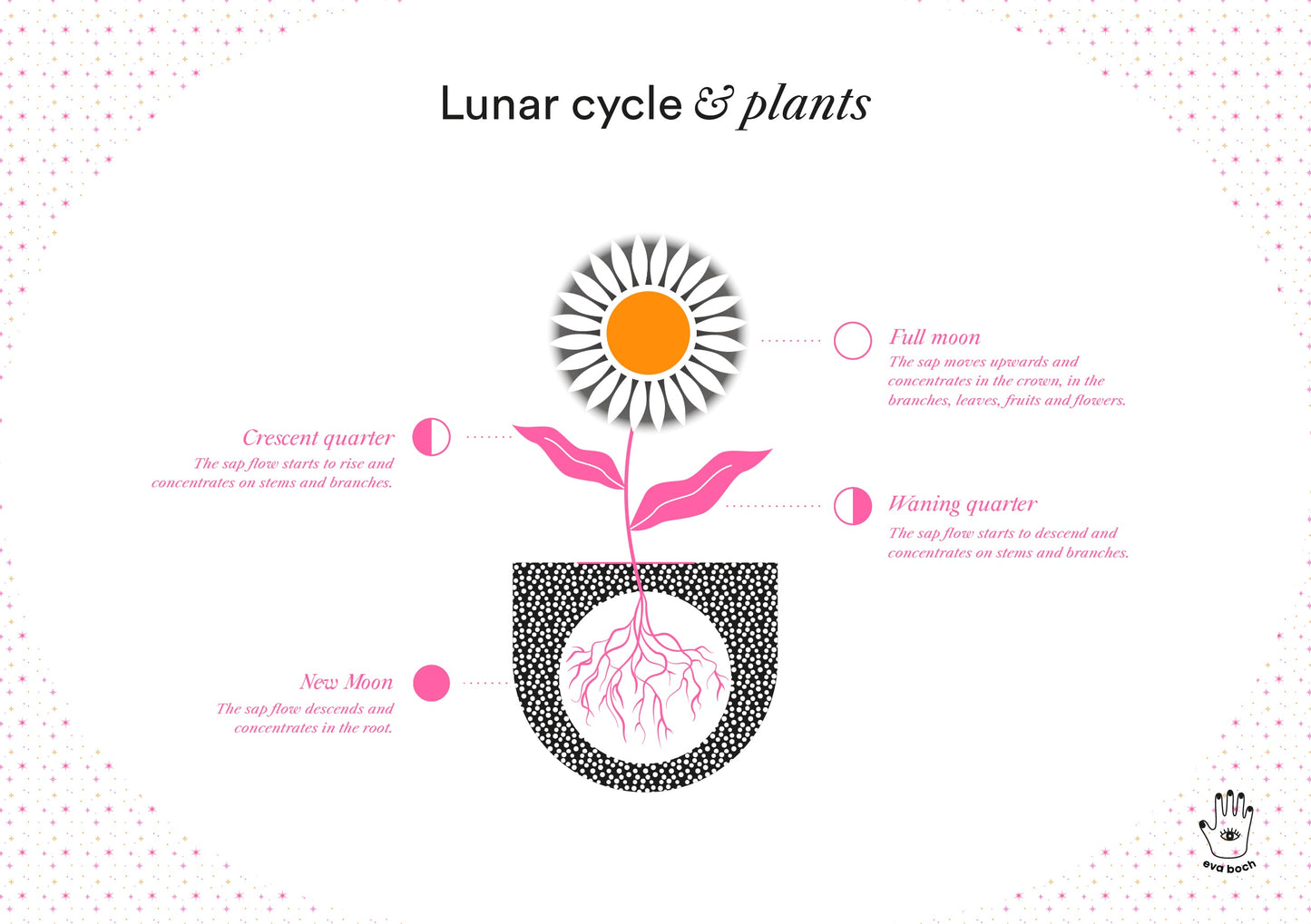 Lunar Cycle & Plants Art Print, Wall Art Print, Poster, Illustration